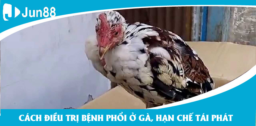 Chuyên gia Jun88 chia sẻ về bệnh phổi ở gà và cách chữa triệt để, hạn chế tái phát