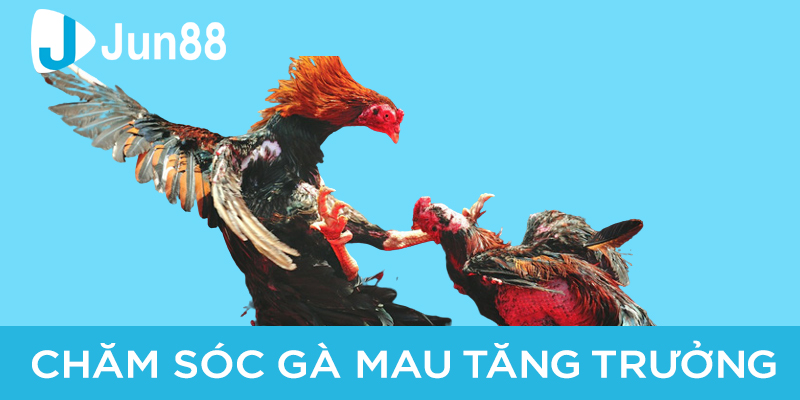 Bạn cần chọn lựa giống gà hoàn hảo để tránh tình trạng gà không lớn