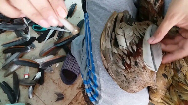 Cách tết lông gà đá bằng chỉ