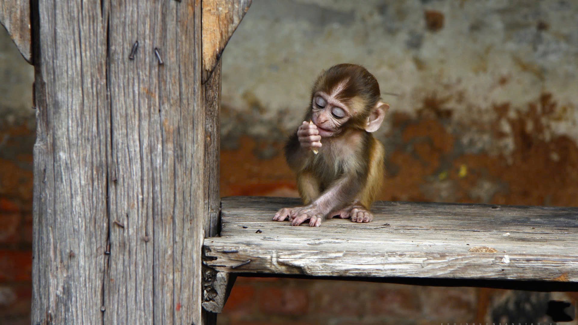 Nằm mơ thấy khỉ nên làm gì?