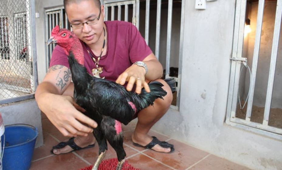 Cho gà chiến ăn thức ăn dễ tiêu hoá để tránh hóc