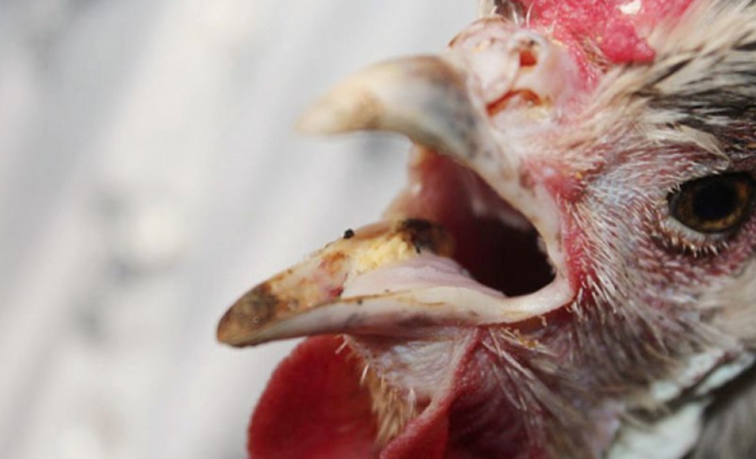 Sư kê có thể dễ dàng nắm bắt các dấu hiệu gà đá thở nhiều 