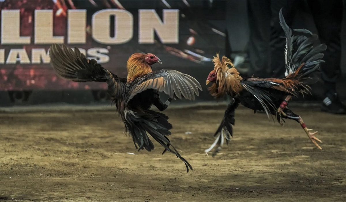 Mẹo chinh phục cá cược đá gà miền Bắc