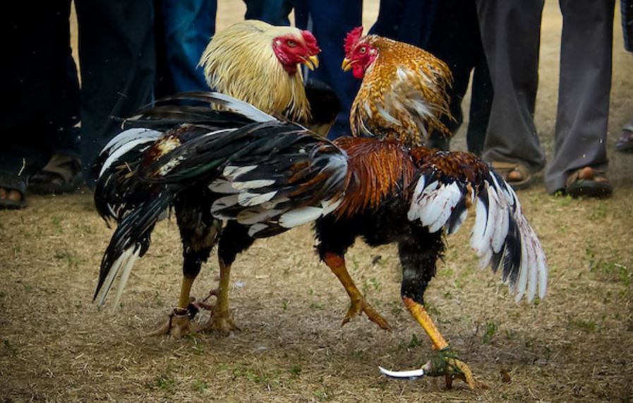 Nguyên tắc cơ bản sư kê cần biết khi tập lực cho gà chọi