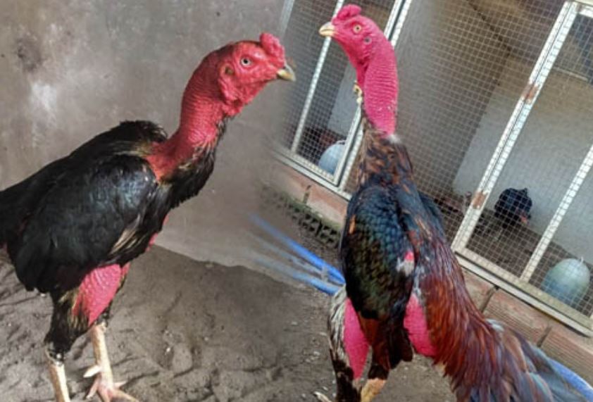 Bài tập vung cánh cho gà chiến 