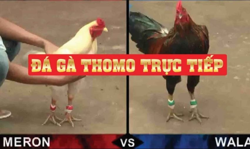 Lý do nên xem đá gà Thomo trực tiếp hôm nay tại Jun88