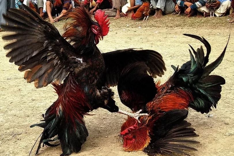 Các bước tham gia chơi đá gà tại Jun88