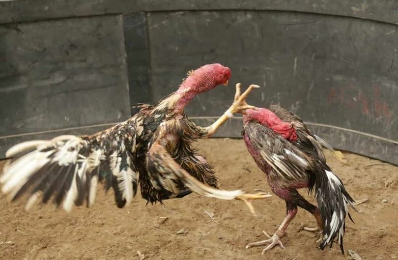 Luật chơi đá gà online thắng tiền tiền newbie nên biết