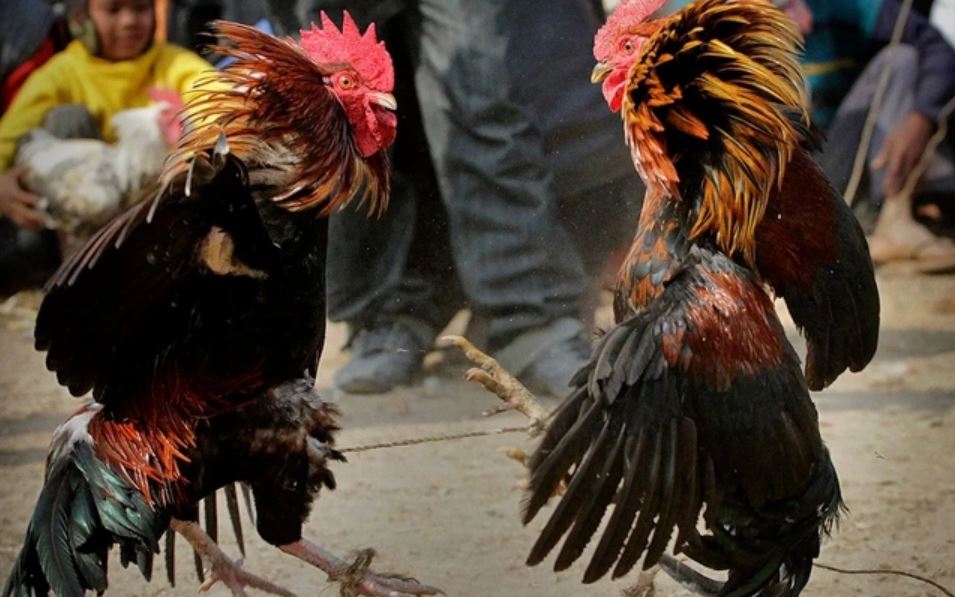 Hướng dẫn đọc trận đá gà hàng xáo cho newbie