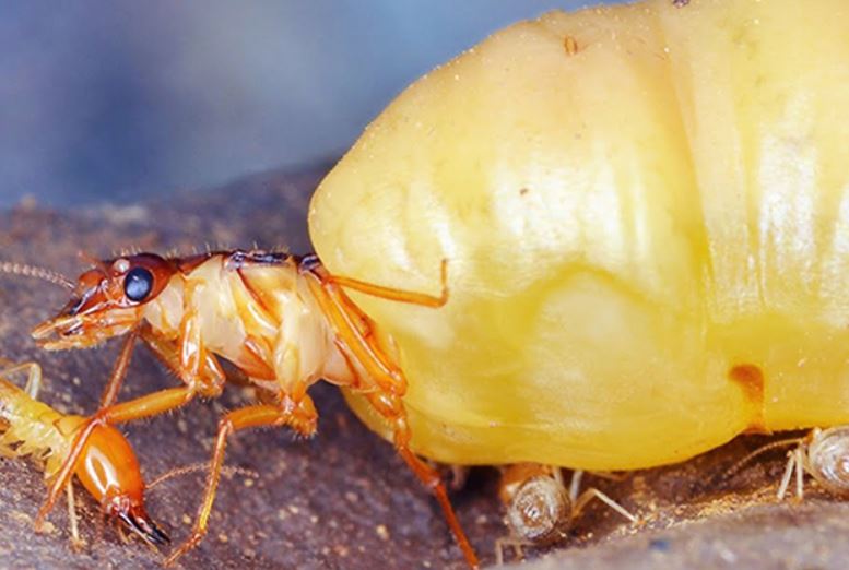 Mộng thấy mối chúa xuất hiện trong giấc mơ