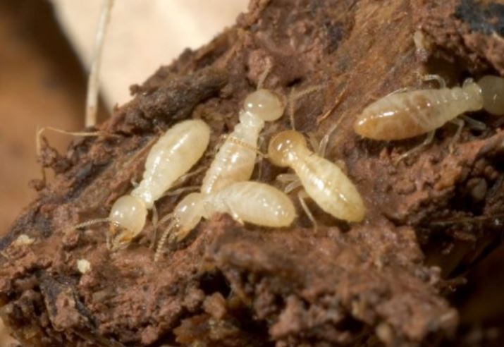 Con số tương ứng với từng giấc mộng thấy mối