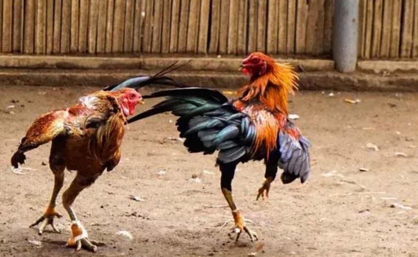 Nhiều hội viên chọn chơi đá gà Thomo tại Jun88