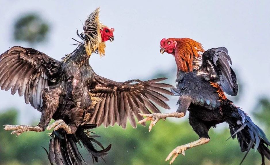 Địa chỉ xem và đặt cược trực tiếp đá gà Thái Lan