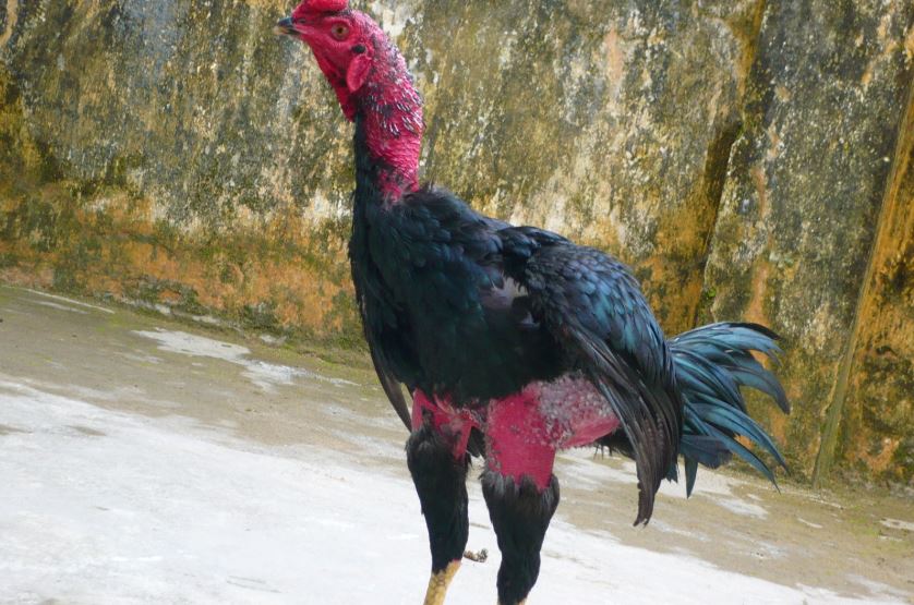 Dùng thuốc chữa bệnh bại liệt cho gà theo tư vấn thú ý