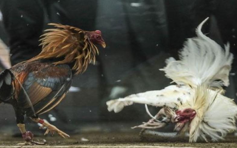 Đôi nét thông tin giới thiệu về gà dao