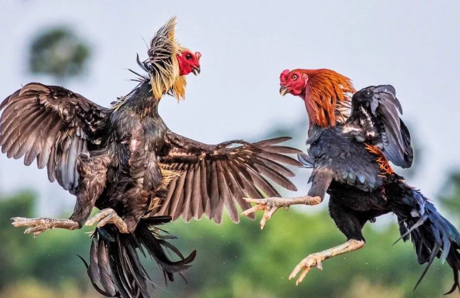 Chế độ dinh dưỡng trong kỹ thuật nuôi đá gà khoẻ