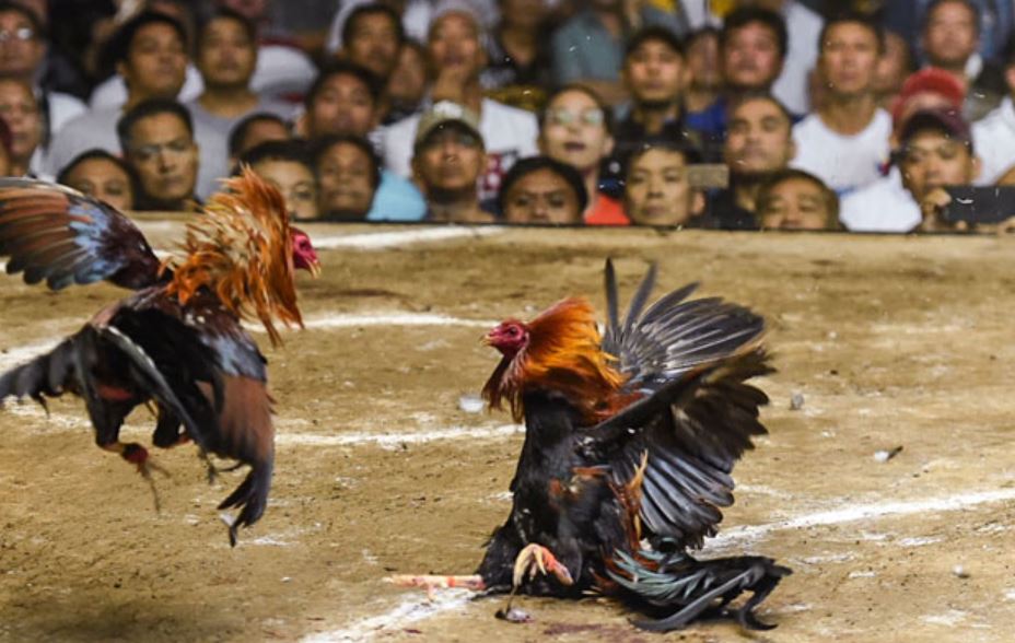 Các bài luyện tập hữu ích cho gà đá