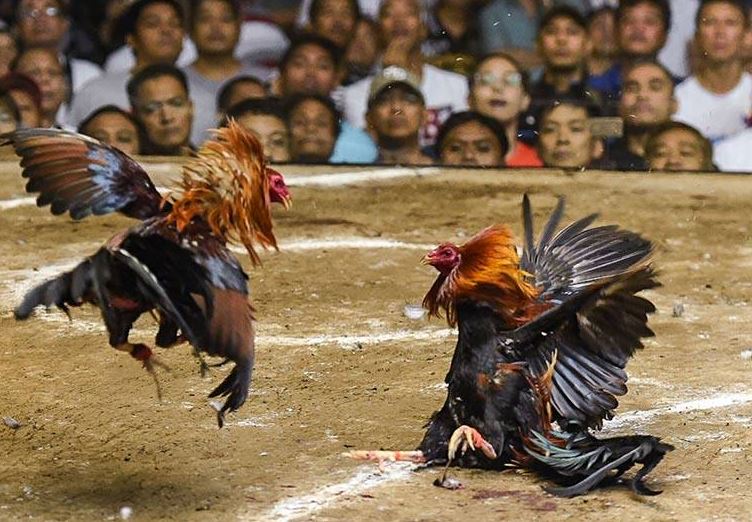 Đá đồng: Thuật ngữ chỉ trận đấu giữa hai chiến kê ngang sức, không chấp gì với nhau, thường là các trận đấu lớn.Thuật ngữ về chiến thuật đá gà bạn có thể tham khảo