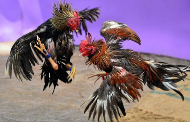 Các khái niệm về hình thức đá gà bạn có thể theo dõi