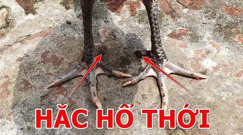 Gà đá hắc hổ thới có đôi chân vững chắc đen tuyền