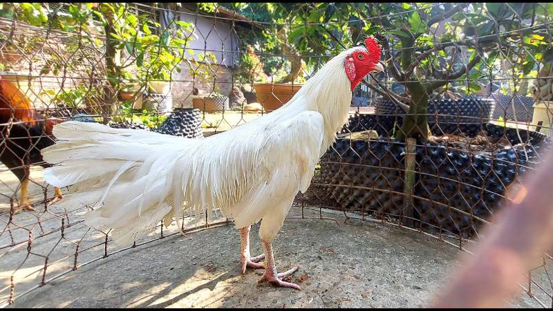 Để chọn ra gà úa thi đấu tốt không hề đơn giản