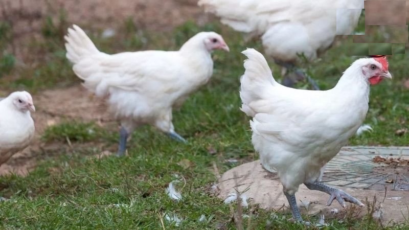 Mách bạn phương pháp nuôi gà đá úa hiệu quả 