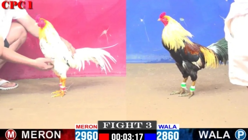 Bồ gà Tonhon được xếp cấp C6