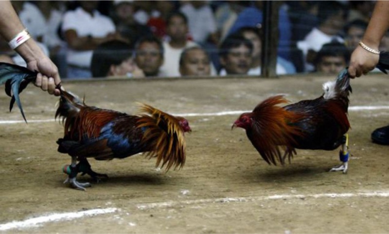 Một số lưu ý mà các nài gà cần biết khi sửa gà 