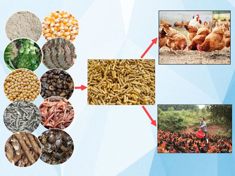 Thay đổi nguồn thức ăn cho gà đá chọi