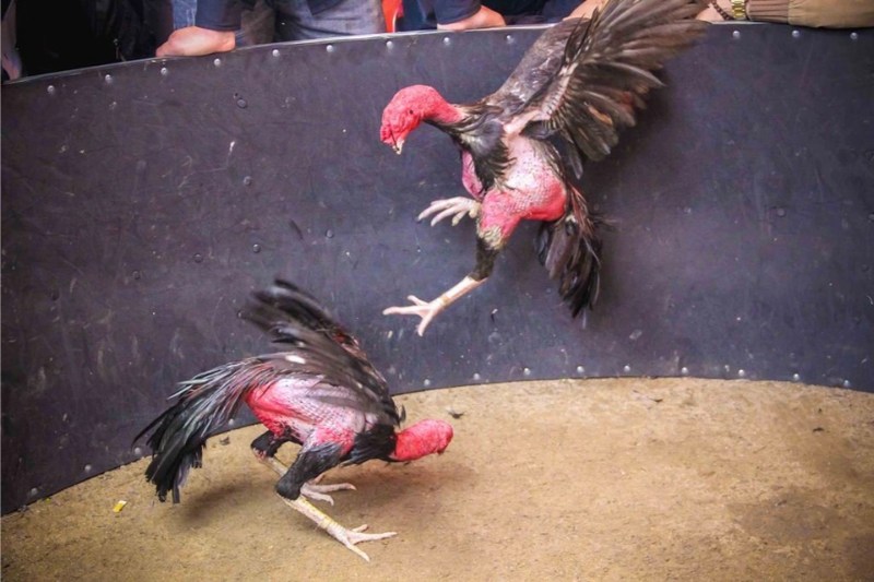 Một số lưu ý trong cách ép cân gà chọi