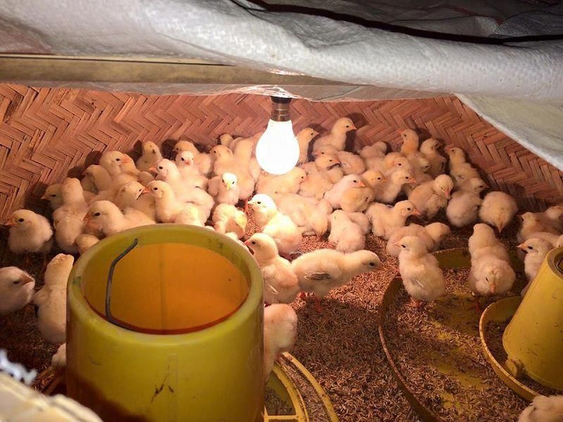 Trang thiết bị và chuồng trại cho gà chọi mới nở 